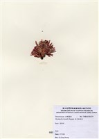 藏品(北方赤盾藻)的圖片